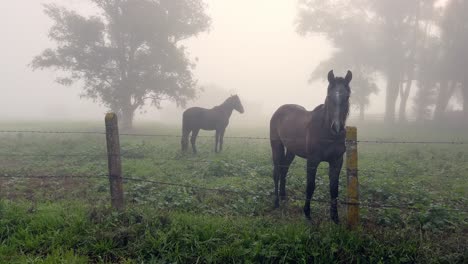 horses grazing silently in a very foggy meadow just before sunrise