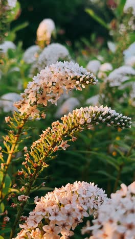 delicate white flowers in sunlight