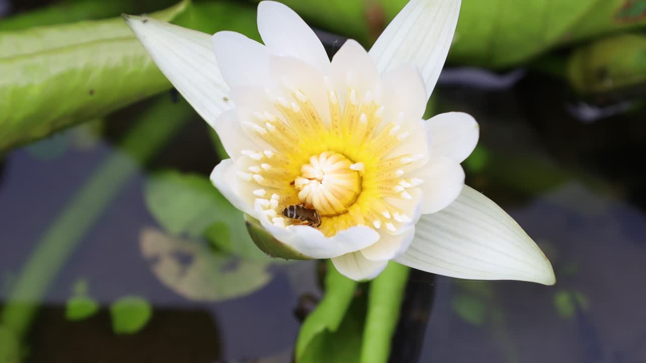 abeja melífera recogiendo polen en la flor de loto blanco