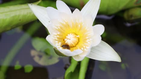 Honigbiene-Sammelt-Pollen-An-Der-Weißen-Lotusblume