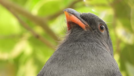 extreme closeup of a trogon bird looking around , head shot showing the beak and eyes feathers