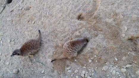 two meerkats digging holes in the sand