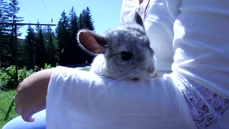 silver chinchilla in the arms of a girl