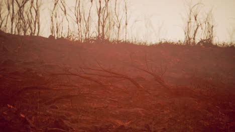 apocalyptic landscape: scorched earth and dead trees