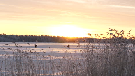 winter landscape with reed and frozen lake during sunset, handheld shot