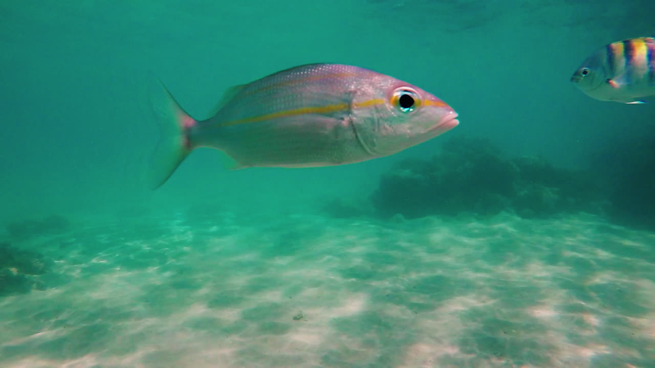 Slow motion underwater: Closeup Tropical fish passing in front camera.