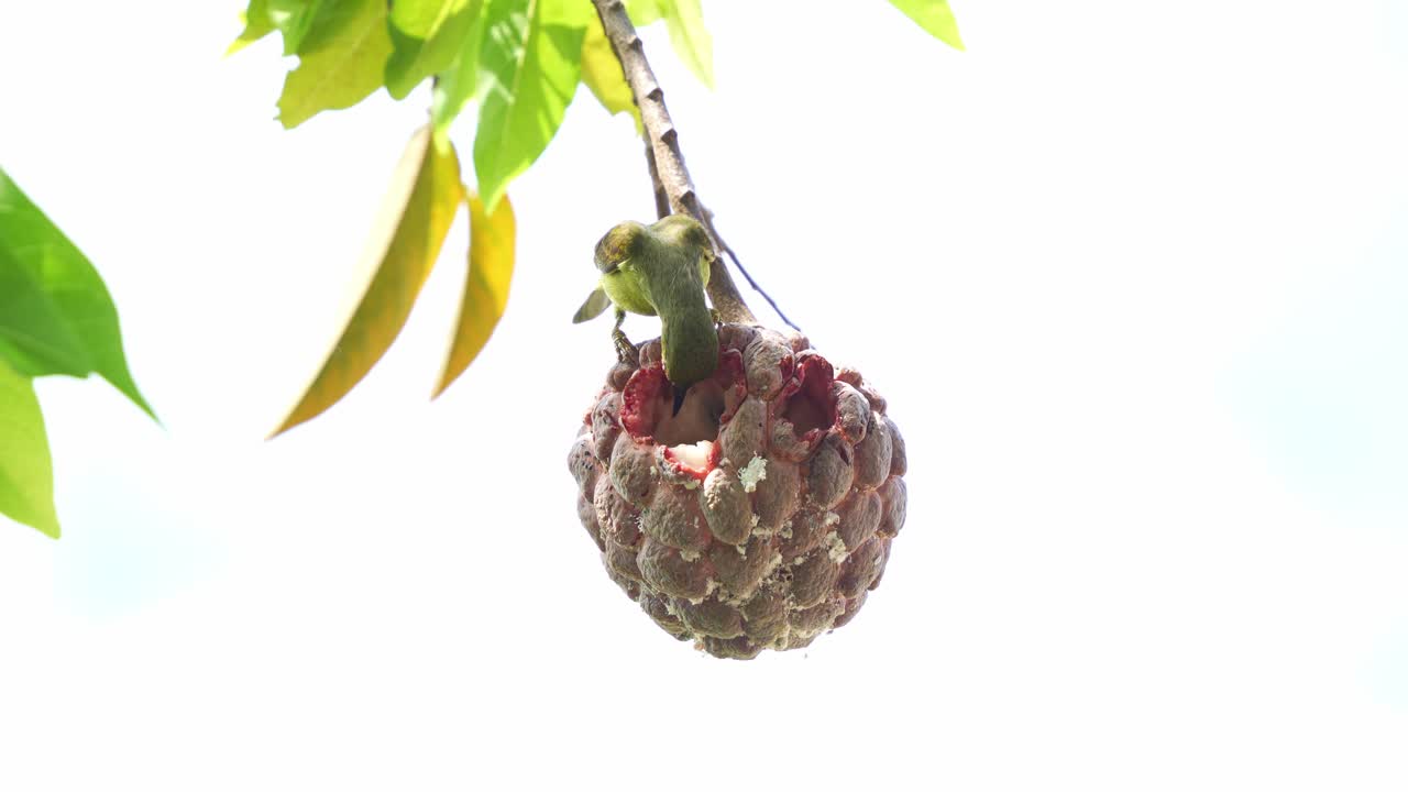 fotografía de cerca de una vibrante hembra de pájaro sol de garganta marrón que se encuentra en una manzana de crema roja en el patio trasero, preguntándose alrededor y alimentándose de la fruta tropical madura contra la brillante luz del sol