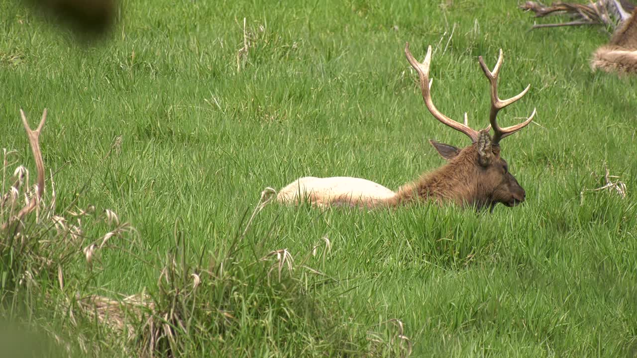 renos encaramados en el campo - naturaleza