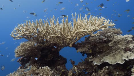 Tropical-coral-reef,-camera-swims-towards-a-beautiful-staghorn-coral-formation-on-a-shipwreck-in-Palau,-Micronesia