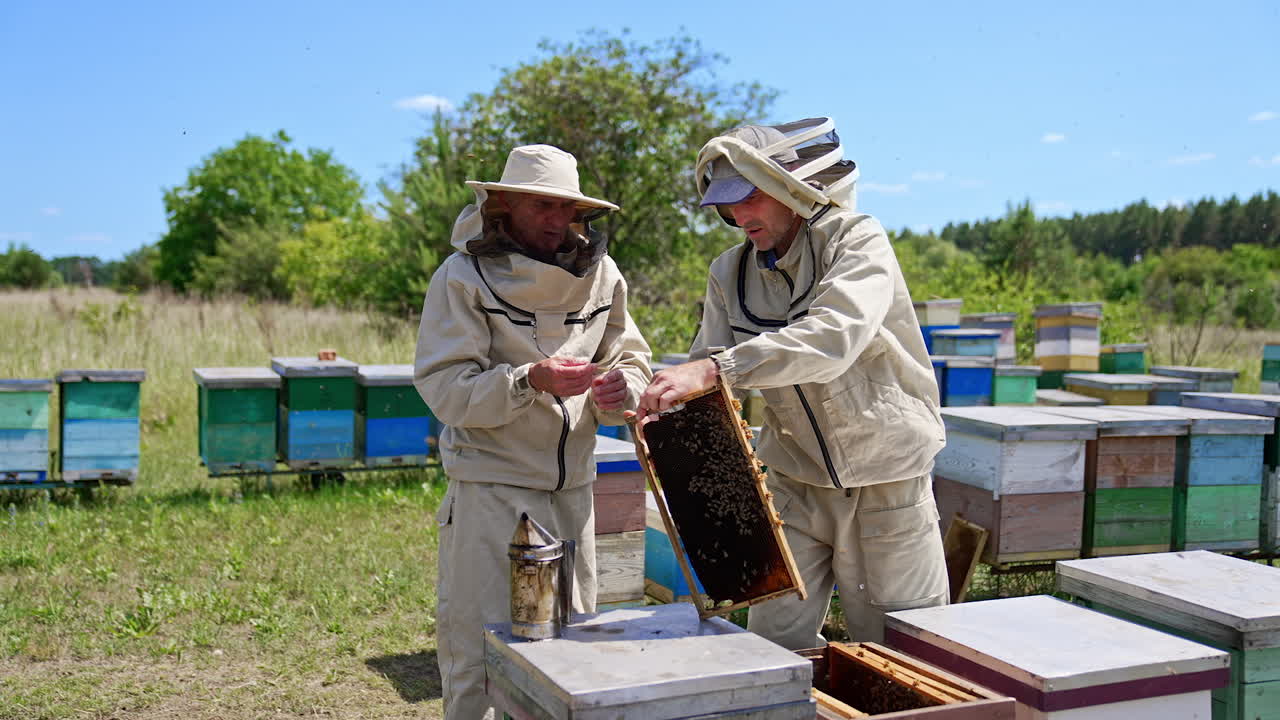 Aged apiarists gathering the propolis from frames. Bee farmers working at rural apiary in summer season. Blurred background.