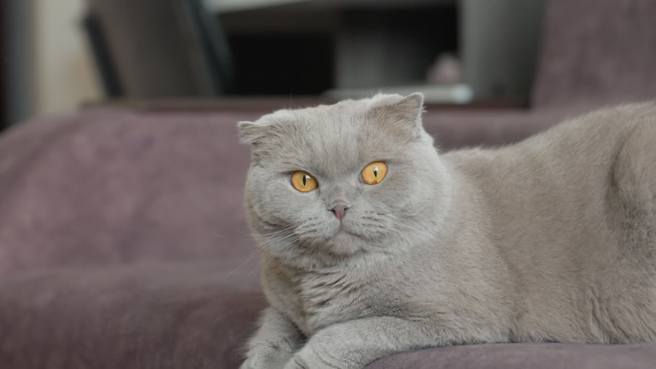 Alert Scottish Fold Observes Surroundings, Energetic Scottish Fold With Amber Eyes Focused On Camera Lens, Vivid Scottish Fold Cat Quietly Perched On Sofa With Attentive Ambercolored Eyes