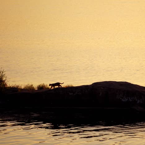 cat on coast at sunset