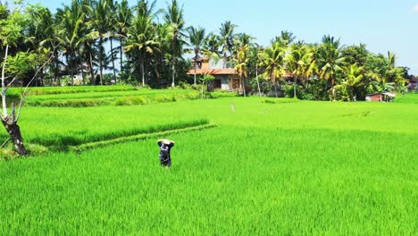 Eine-Touristin,-Die-Sich-In-Den-Wunderschönen-Grünen-Ackerlandschaften-Indonesiens-Verirrt-Hat-–-Weitwinkelaufnahme