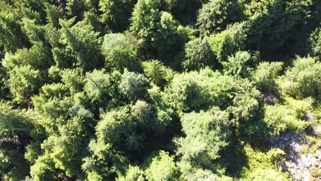 top down dense forest view of laylee island, vancouver island, canada