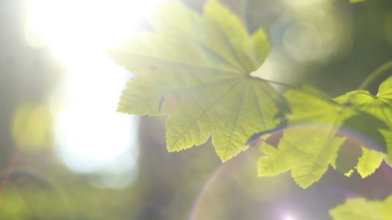 Extreme Shallow Focus of Leaves Reflecting a Stream of Water. High Key with Radial Bokeh and Flare.