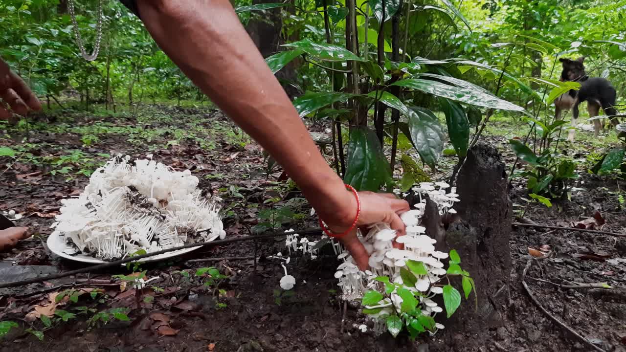 Handen verzamelen witte paddenstoelen uit de natuur, puppy op de achtergrond.