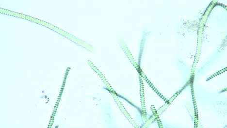 microscopic view of spirulina sp blue green algae 1