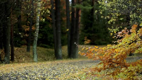 autumn leaves blowing in the wind no people stock video stock footage