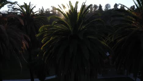 drone shot of palm trees panning up during golden sunset hour with sun flare and clear blue skies in los angeles, california park with picnic area