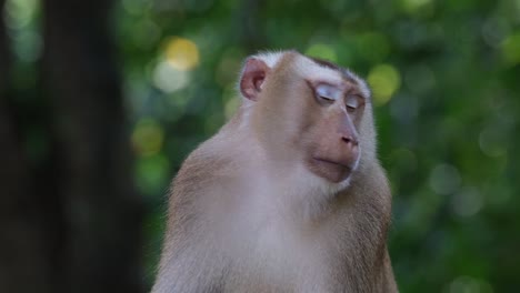 seen facing to the left and then turns its head to scratch its face in the forest, northern pig-tailed macaque macaca leonina, thailand