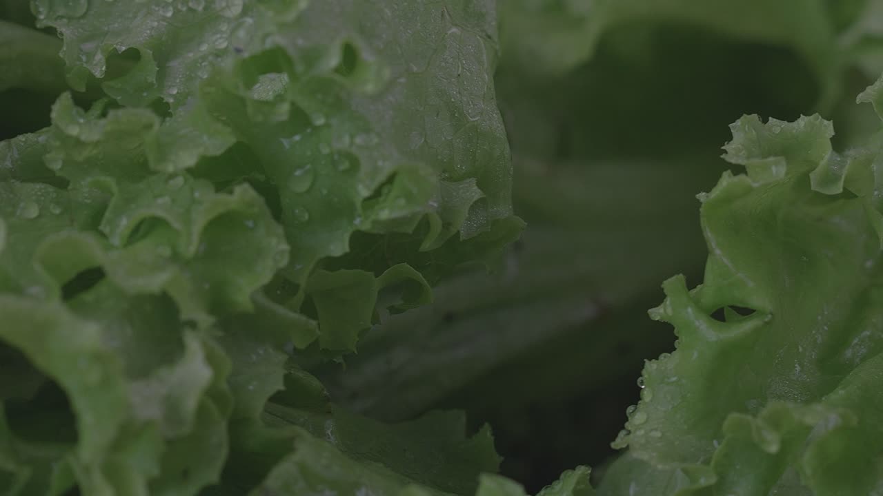 primer plano de la lechuga empañada con agua mientras gira en la pantalla