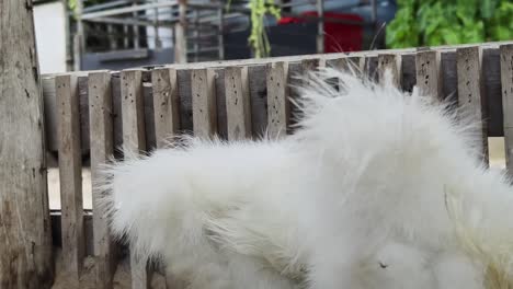 white chickens behind wooden fence