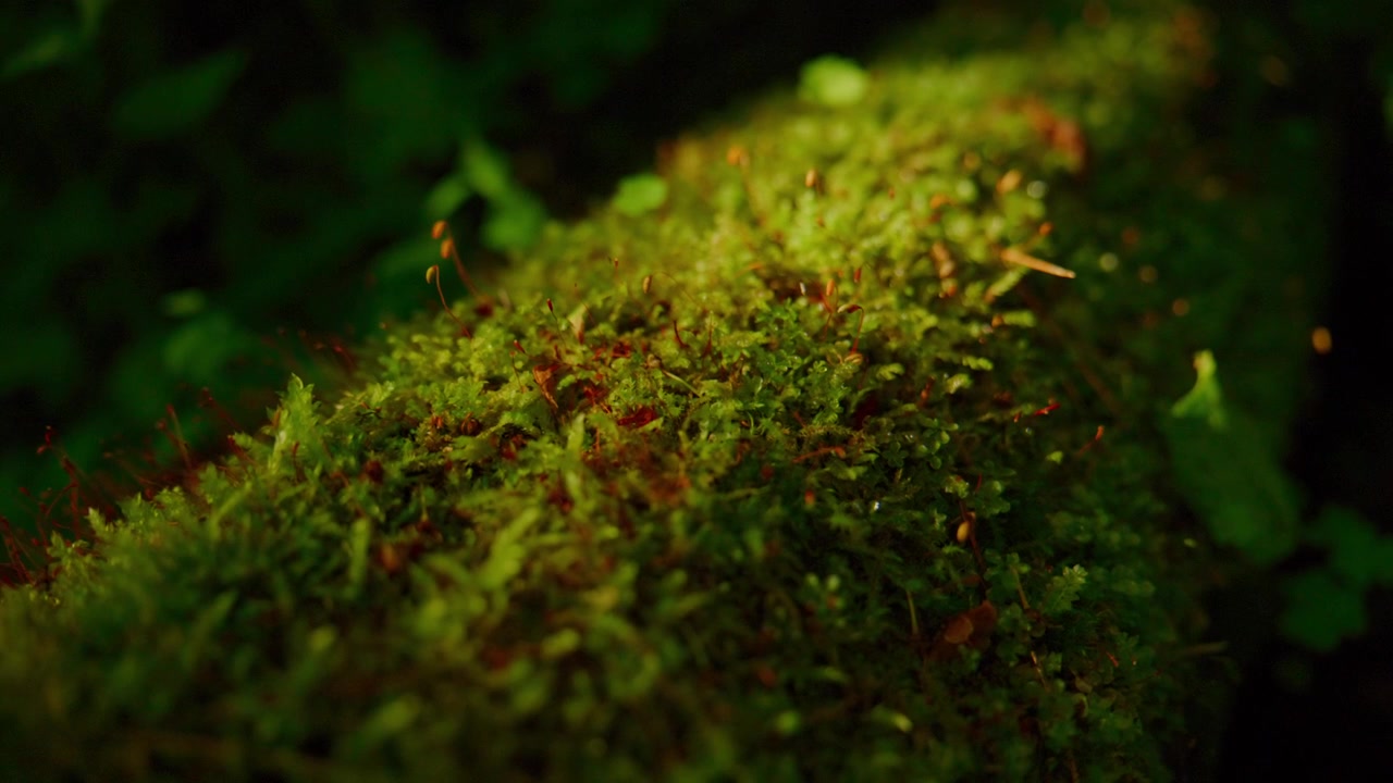 Primer plano de un tronco cubierto de musgo en el bosque. Las texturas de musgo verde brillan suavemente bajo la luz ambiental. Fondo difuminado con verdes profundos del bosque. Una atmósfera tranquila y pacífica evoca la serena belleza de la naturaleza.