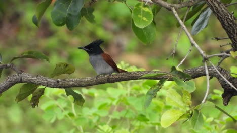 Brown-vented-Bulbul-In-Tree-Mp4-4k-Uhd-Video