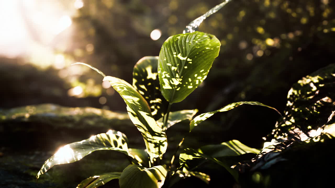 숲 속 의 초록색 식물 의 근접 사진