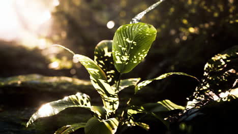 close-up of a green plant in a forest