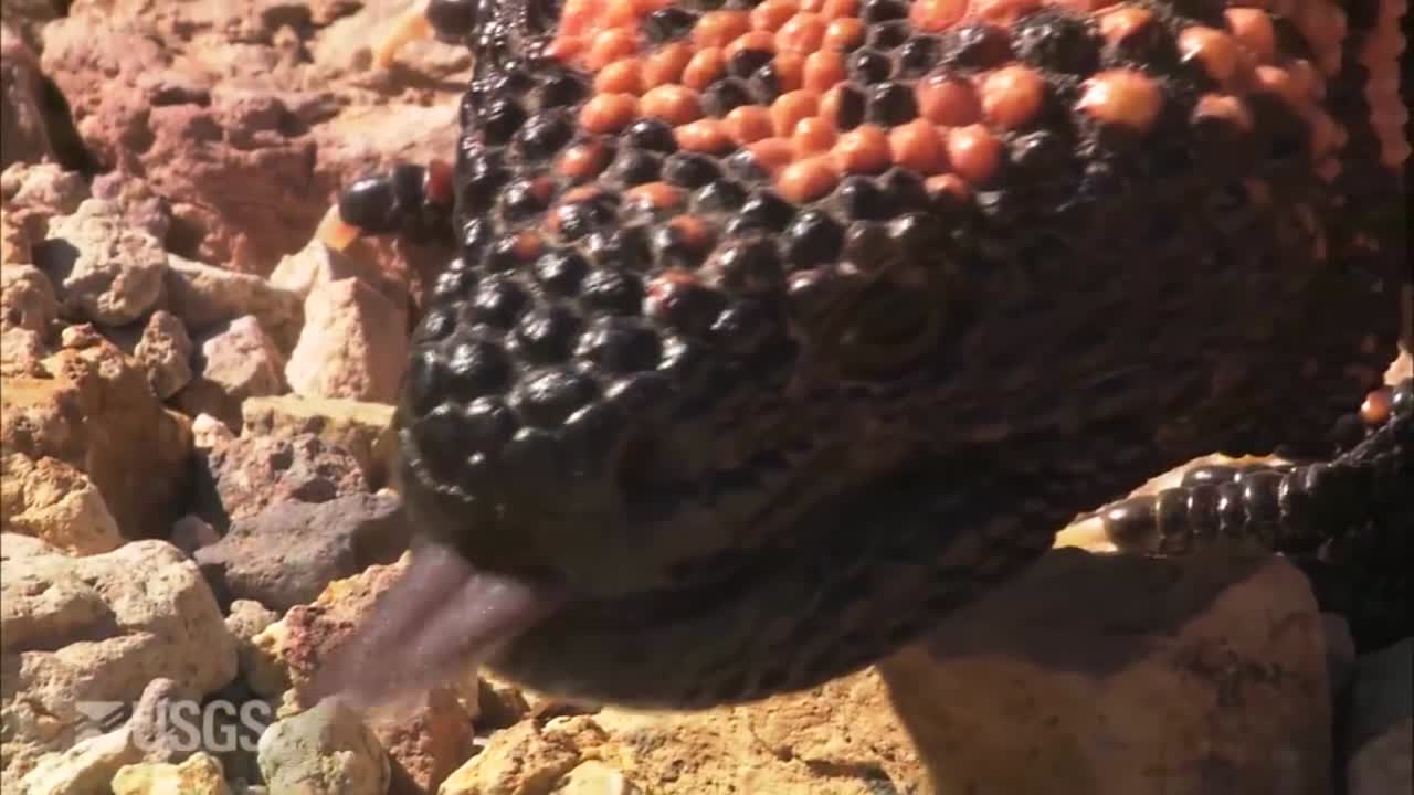 un monstruo de gila se arrastra por el suelo 1