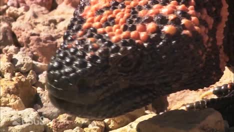 a gila monster crawls on the ground 1