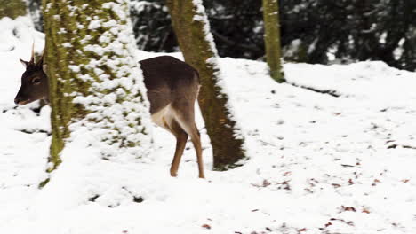 A-fallow-deer-doe-and-buck-running-in-snow,winter-forest,Czechia