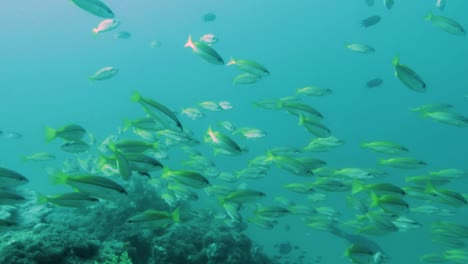 Escuela-De-Peces-De-Cola-Amarilla-Que-Se-Mueven-A-Lo-Largo-Del-Riff-De-Coral-Nadan-Hacia-La-Cámara--Filipinas