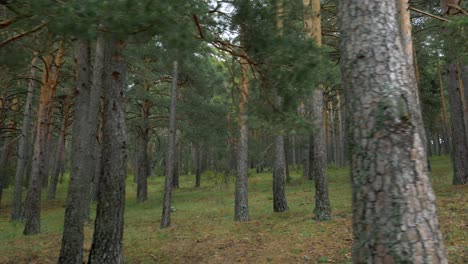 a shoot looking at one side of a path in a pine trees forest in the mountain