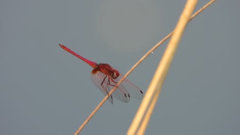 Color-Rojo-Libélula-Relajándose-En-La-Zona-Del-Estanque.-