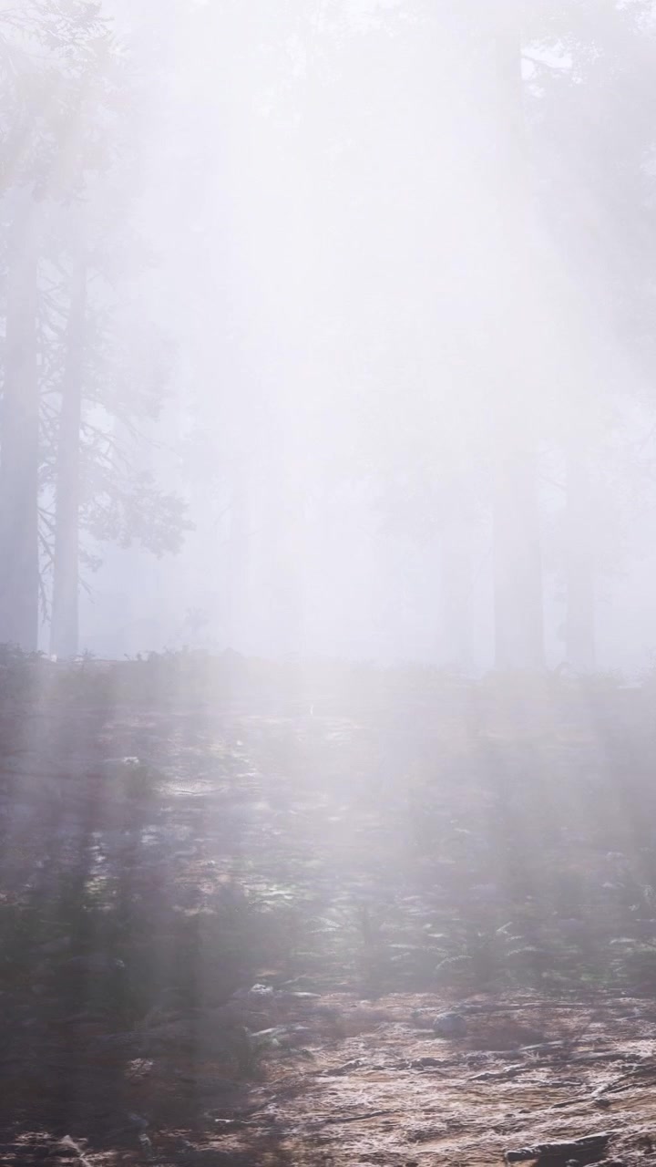 Light shines through mist in a forest on a quiet morning in autumn