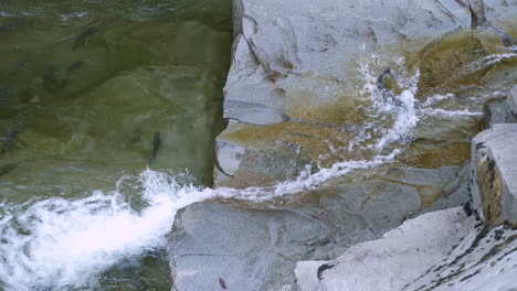 Dos-Salmones-Coho-Saltan-Sobre-Una-Cascada,-Chocan-Contra-Las-Rocas-Y-Vuelven-A-Caer-Al-Río