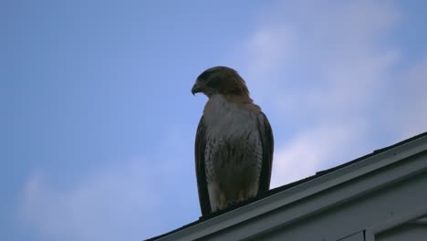 Ein-Rotschwanzbussard-Sitzt-Auf-Einem-Hausdach-Vor-Blauem-Himmel-Und-Sieht-Sich-Um