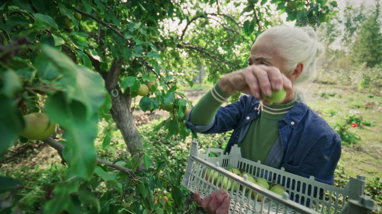 Elderly Woman Harvesting Apples from Tree in Garden
