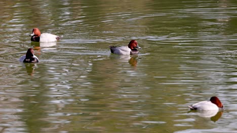 several ducks glide peacefully across calm water.