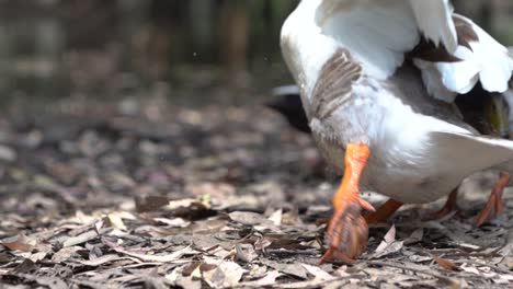 large white duck pecking at food then chases away other ducks