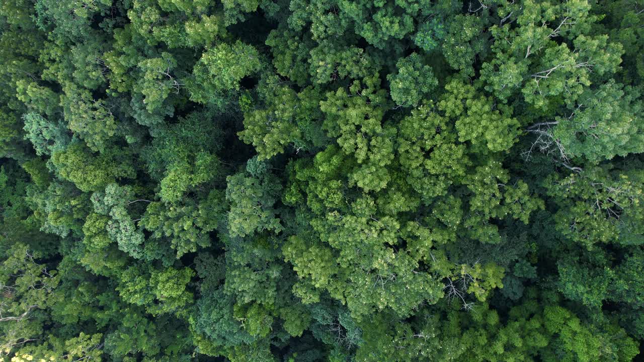 el denso bosque verde de la selva de guadeloupe, vista aérea de arriba hacia abajo