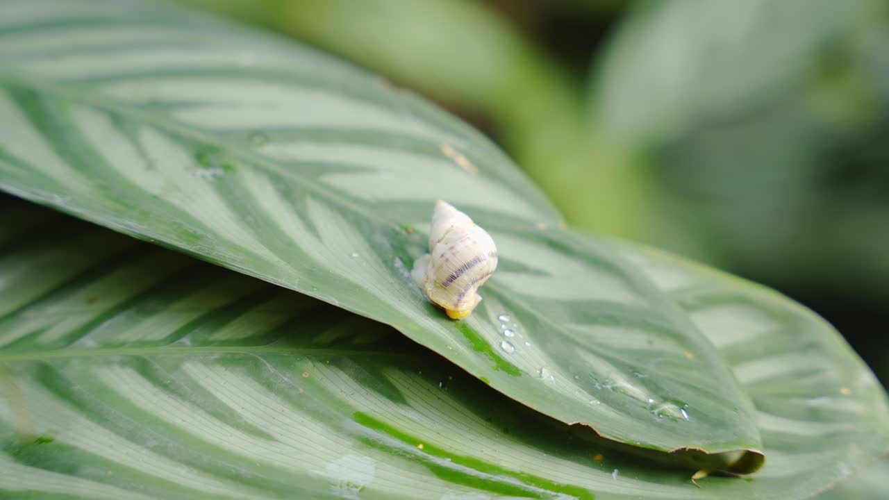 White Snail crawls on wet leaf, crane macro shot