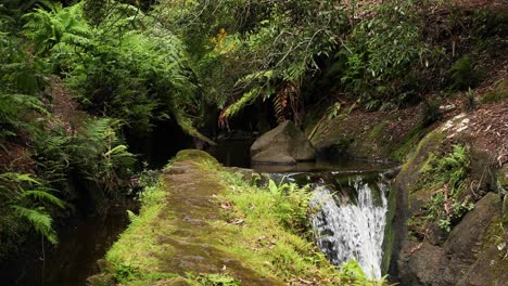 parque das frechas waterfall in and trees in summer in azores, portugal