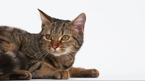 brown tabby domestic cat on white background, real time 4k