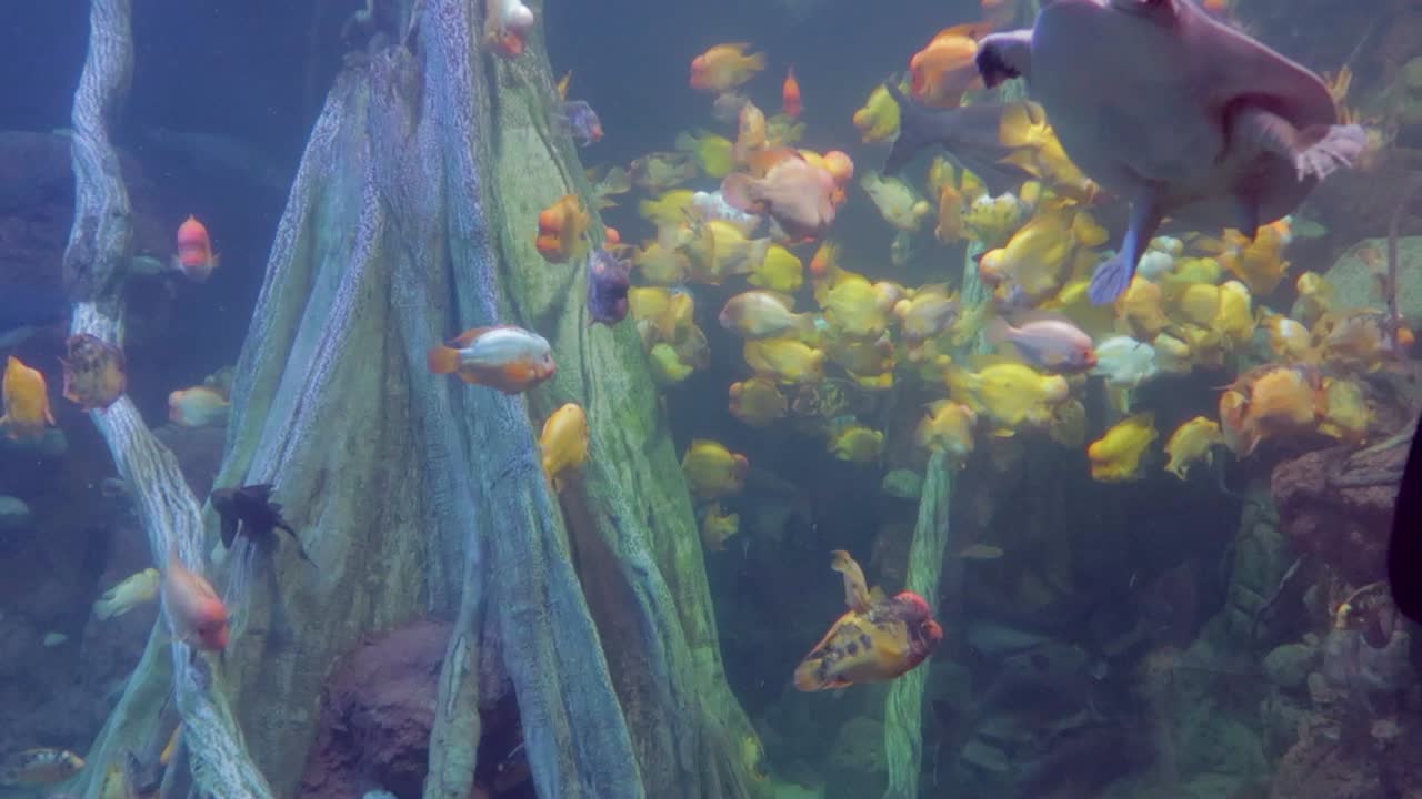una asombrosa vista colorida de las especies marinas con peces coloridos y una gran tortuga en las profundidades del mar