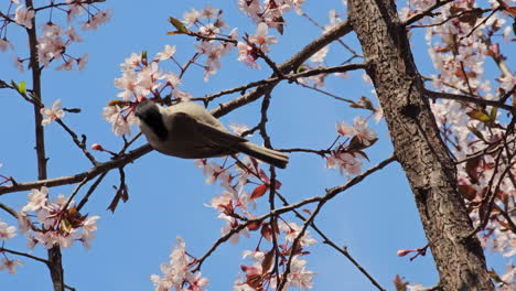 Sumpfmeisevogel-Frisst-Sakura-Blütenknospen-An-Einem-Windigen-Frühlingstag-In-Seoul,-Südkorea