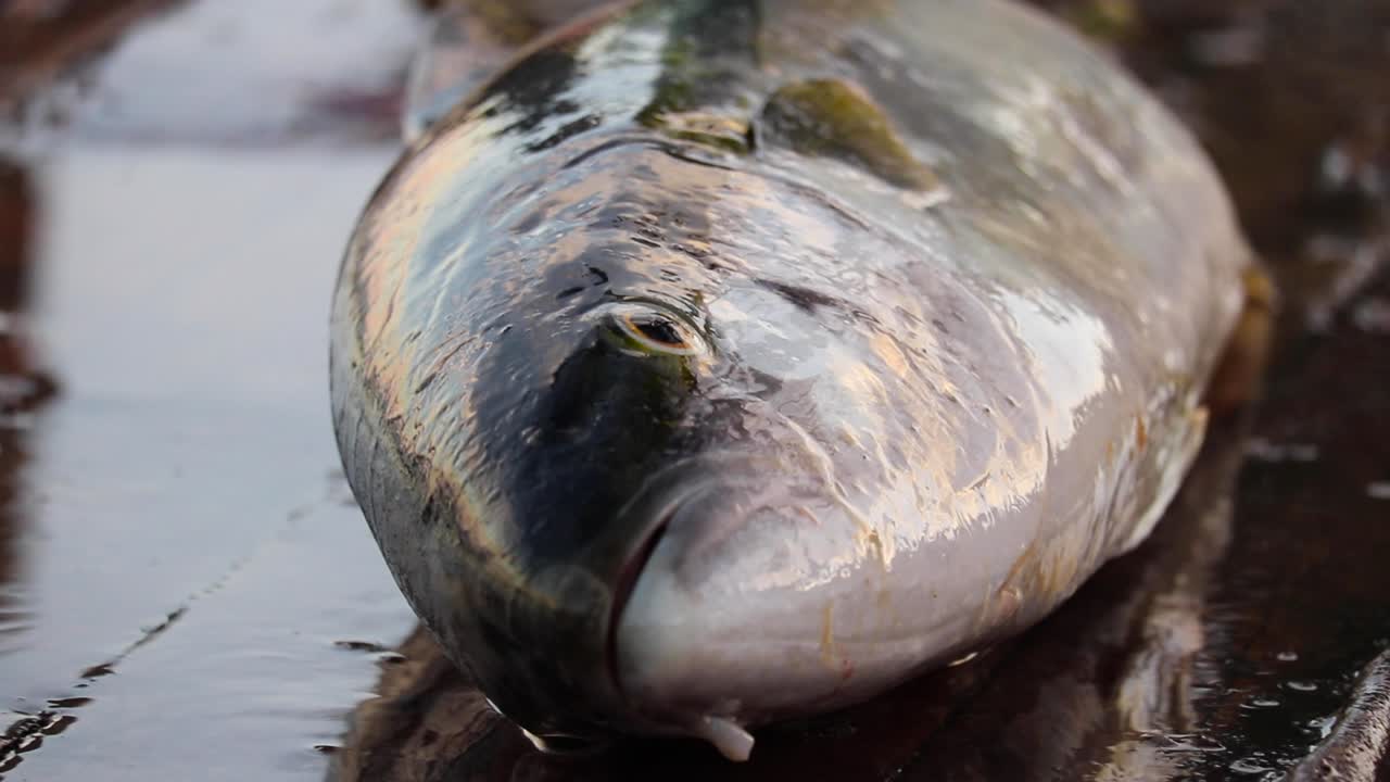 una cola amarilla congelada descongelándose al sol
