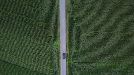 A-black-vintage-car-drives-on-a-road-that-leads-through-a-corn-field